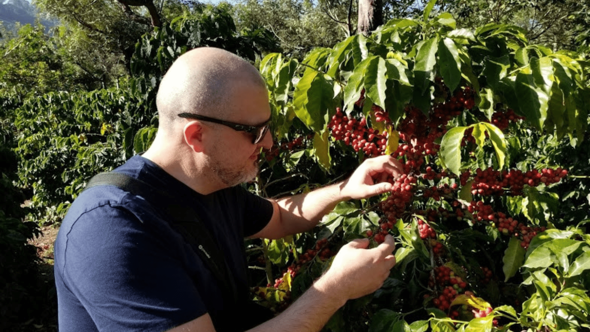 Planting and Cleaning Coffee: Enrico Takes a Trip | Barista Coffee  Caf  Barista