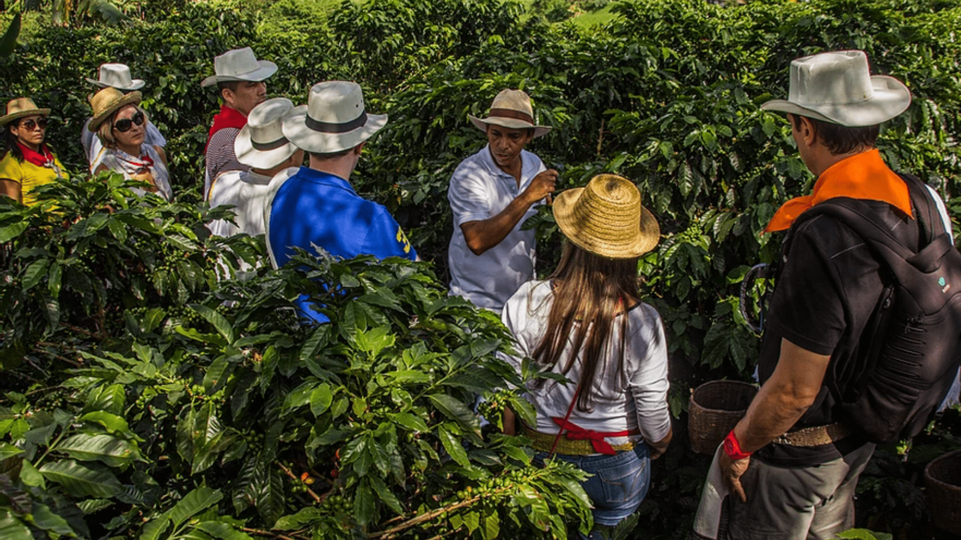 Le café « Eje Cafetero » de la Colombie! - Café Barista