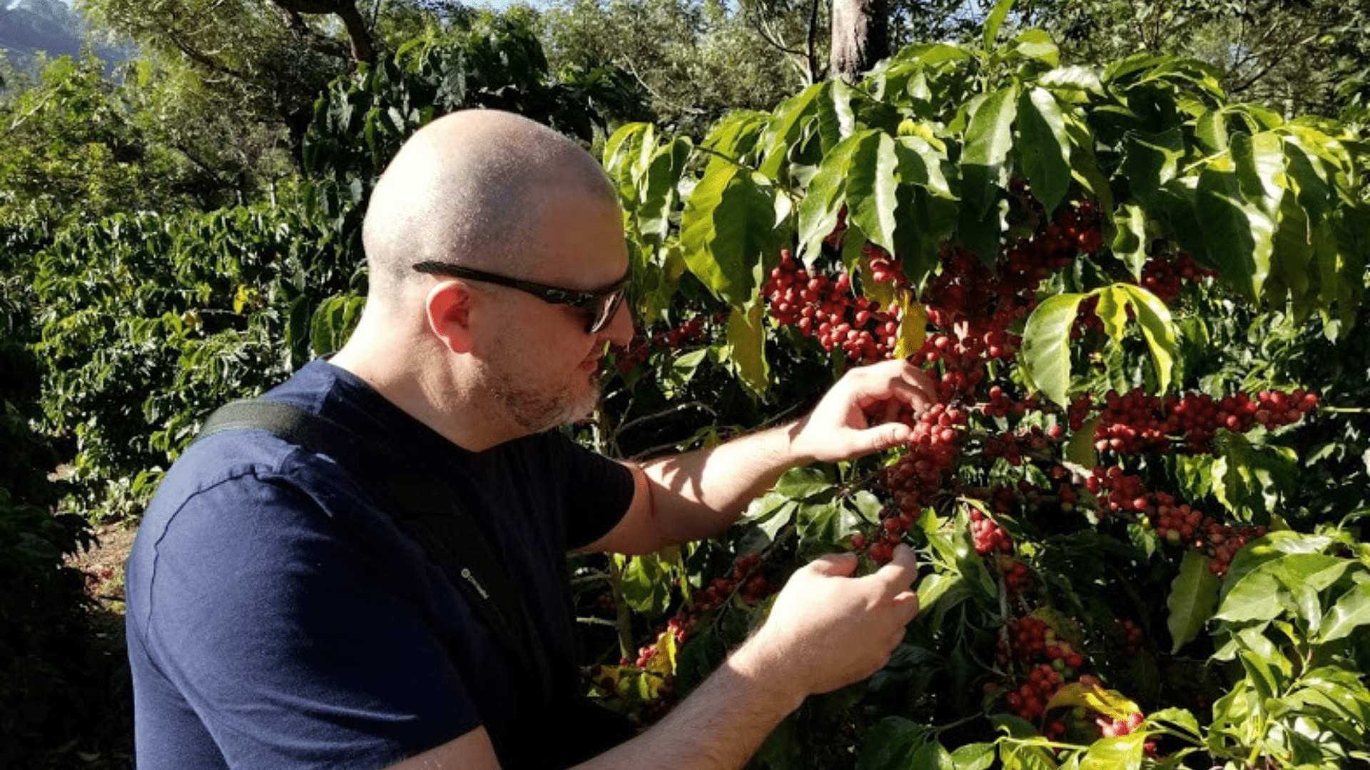 Plantation et nettoyage du café: Enrico en voyage - Café Barista