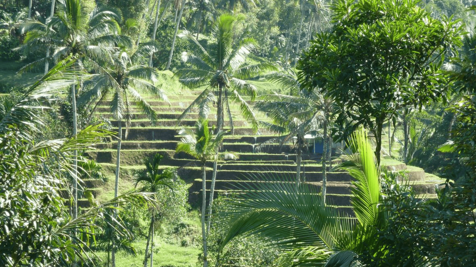 Le café de Java, sur la route des volcans - Café Barista