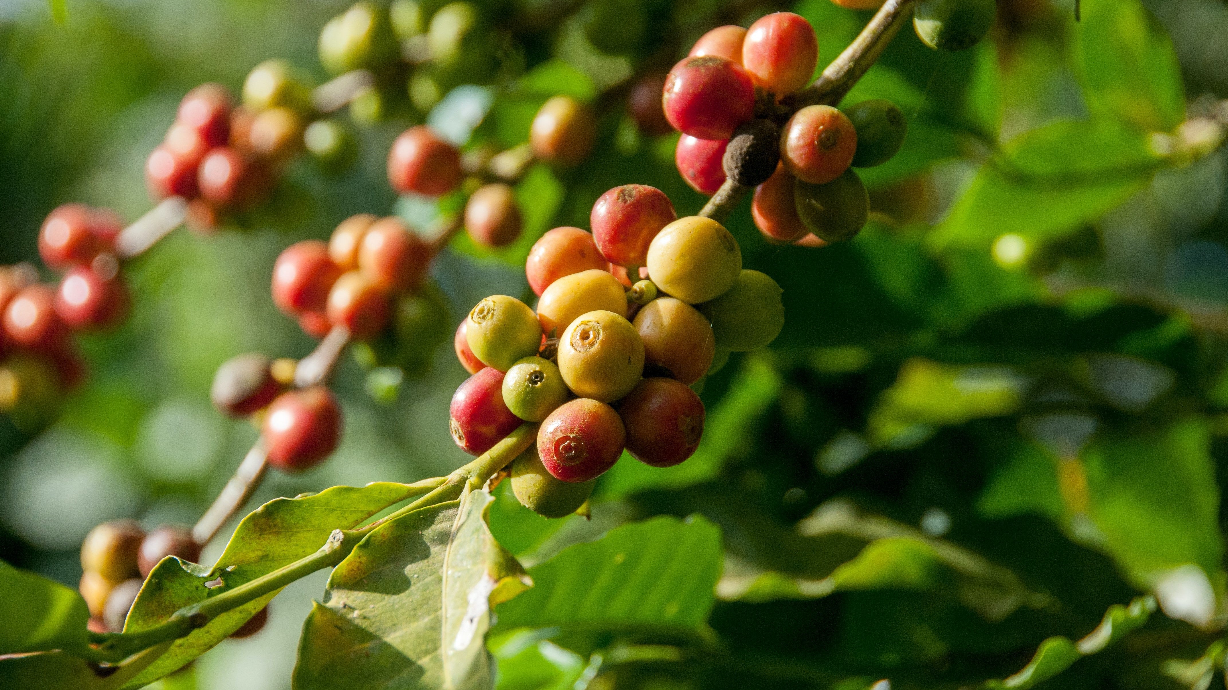 Quelle est la différence entre les cafés lavés et naturels? - Café Barista